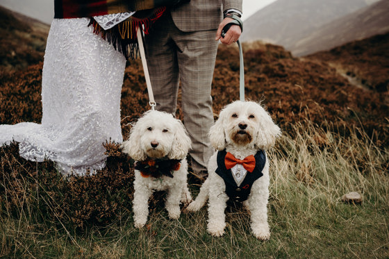 Two dogs dressed in wedding clothes